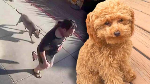 Toy Poodle's Owner Screams as Pit Bull Attacks Smaller Dog
