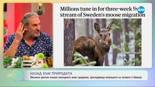 Милиони зрители очакват живото предаване, проследяващо миграцията на лосовете - „На кафе“