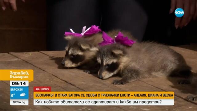 Запознайте се с Анелия, Диана и Веска: Зоопаркът в Стара Загора се сдоби с тризначки еноти