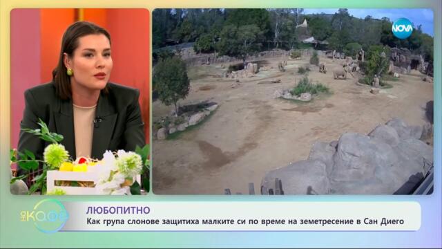 Как група слонове защитава малките си по време на земетресение в Сан Диего - „На кафе“ (18.04.2025)
