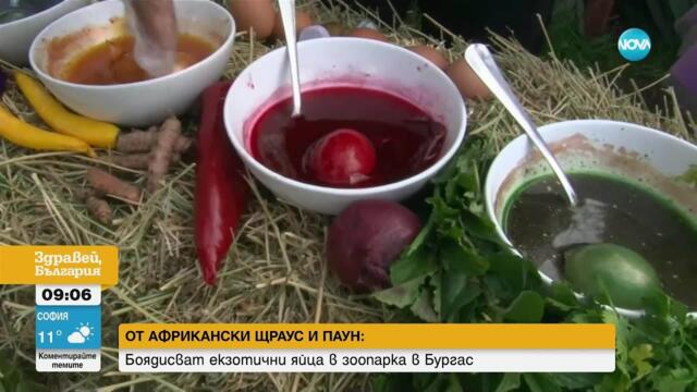От африкански щраус и паун: Боядисват екзотични яйца в зоопарка в Бургас