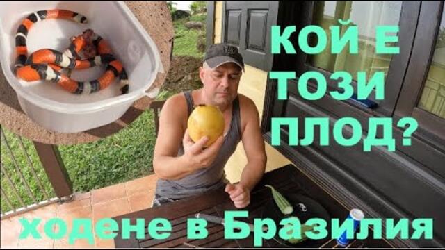 КАКЪВ Е ТОЗИ ПЛОД? WHAT A FRUIT! BRAZIL #animals #amazon #plants