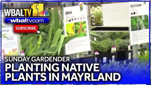 An introduction to native plants at Valley View Farms