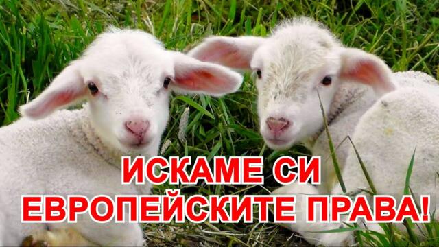 НЕ ЯЖТЕ АГНЕШКО, А ЖАБЕШКО! ПО-ПОЛЕЗНО Е!