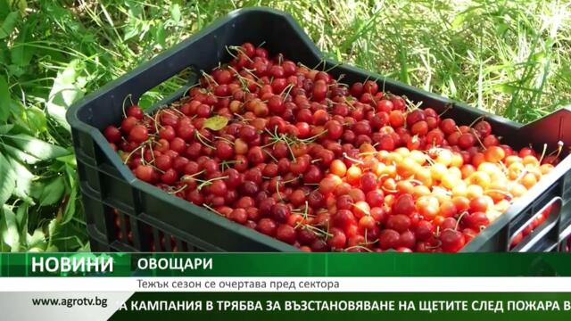 ОВОЩАРИ: Тежък сезон се очертава пред сектора