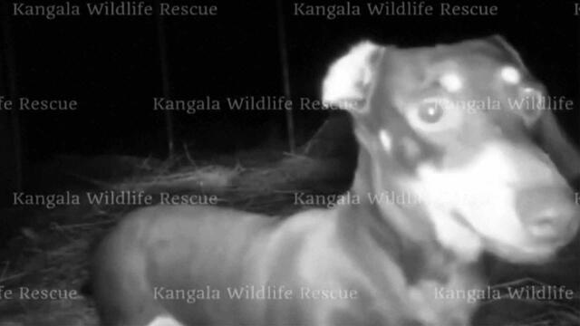 Dachshund Survives Over 500 Days in Wilderness