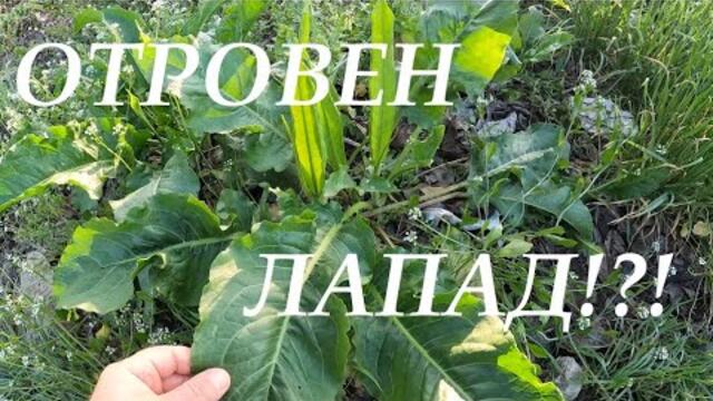 ОТРОВЕН ЛИ Е ЛАПАДЪТ? IS THE YELLOW DOCK POISONOUS? RUMEX CRISPUS #nature #foraging #herbs