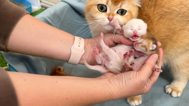 Mother cat gives birth to three kittens of different sizes for the first time. Subtitles!