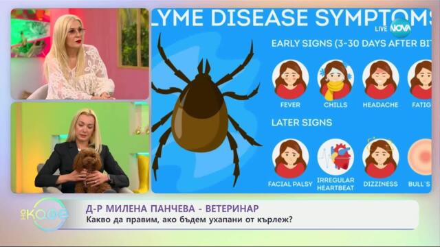 Д-р Милена Панчева и какво да правим, ако бъдем ухапани от кърлеж - „На кафе“ (29.04.2025)