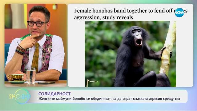 Женските маймуни бонобо се обединяват, за да спрат мъжката агресия срещу тях - „На кафе“