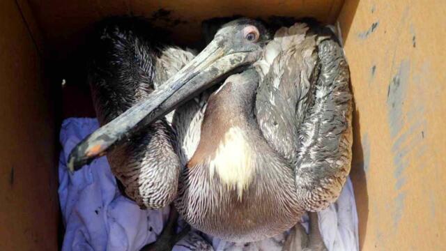 Sea World Rescue Center Cares for Poisoned Pelicans and Sea Lions