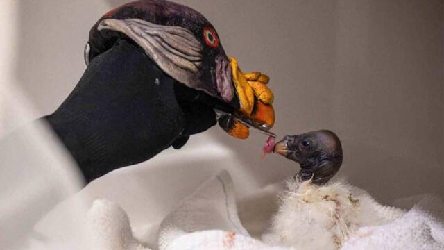 Zoo Worker Uses Hand Puppet to Feed Vulture Chick