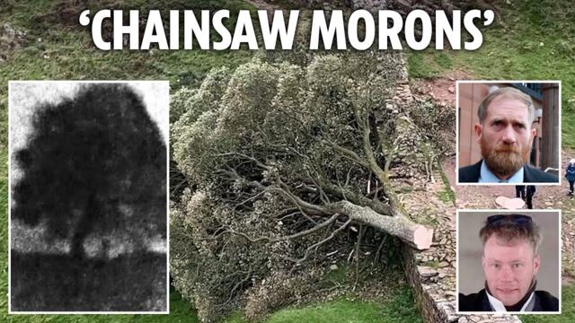 Moment iconic Sycamore Gap tree CHOPPED down in dramatic night time footage