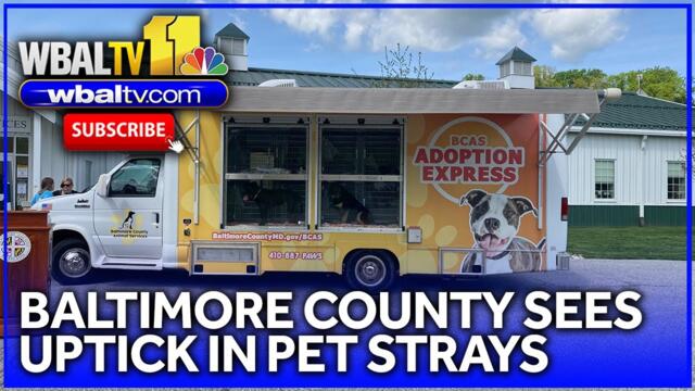 County sees uptick in pet strays, surrenders