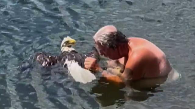 Man Jumps Into Alligator-Infested Waters to Save Bald Eagle
