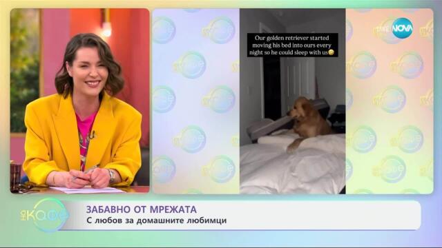 Забавно от мрежата: С любов за домашните любимци - „На кафе“ (02.05.2025)