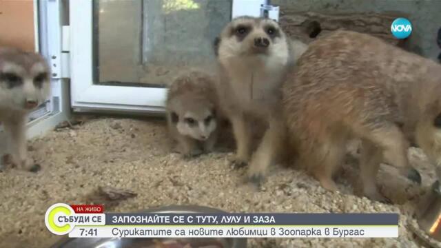 ПЪРВО ПРЕД NOVA: Туту, Лулу и Заза - новородените сурикати на зоопарка в Бургас