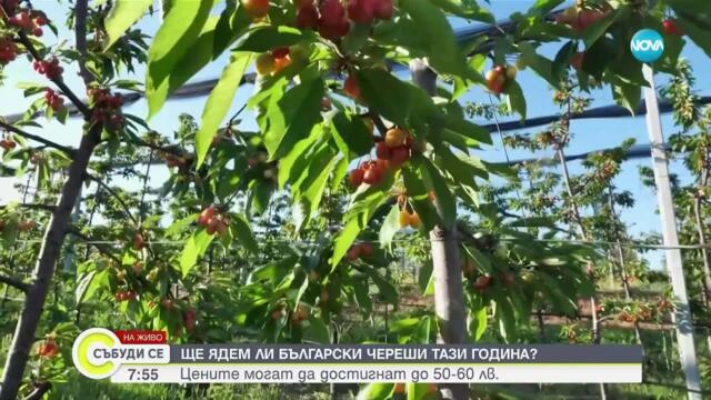 Цените на черешите достигат 50-60 лв. за килограм