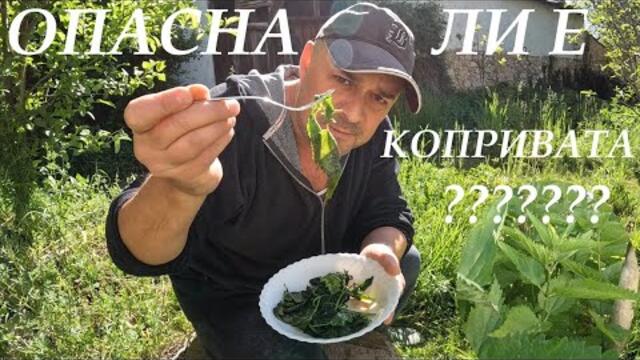 ОПАСНА ЛИ Е КОПРИВАТА? IS STINGING NETTLE DANGEROUS #nature #foraging #plants #herbs #nettles