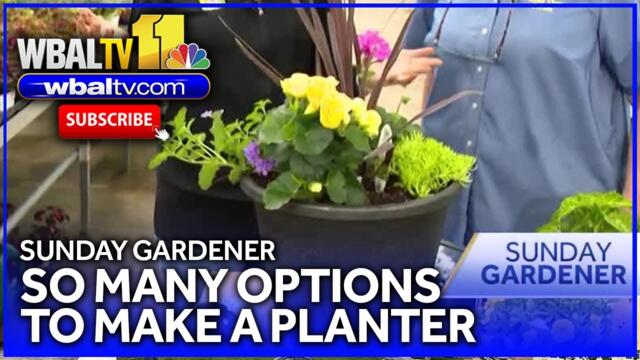 Sunday Gardener creates potted plant arrangements