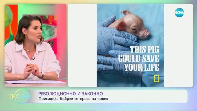 Революционно и законно: Присадиха бъбрек от прасе на човек - „На кафе“ (05.05.2025)