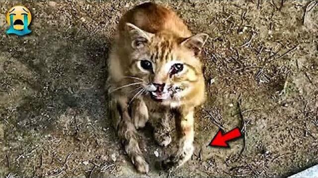 Die Katze taumelte und fiel zu meinen Füßen, ihre Augen flehten um Hilfe.