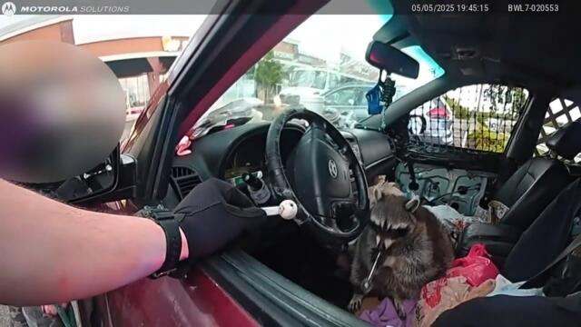 Cops Find Raccoon Playing With a Meth Pipe During Traffic Stop in Ohio