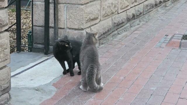 fighting cats in the cold