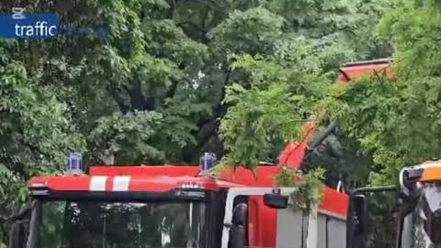 Гнил клон се стовари върху кола в Кършияка след силния дъжд