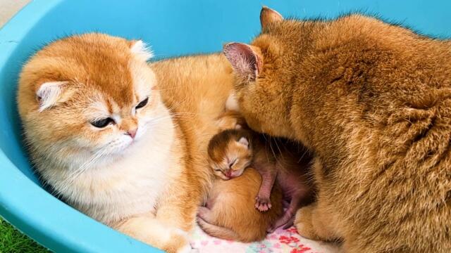 Pregnant cat wants to steal a premature kitten. Subtitles!
