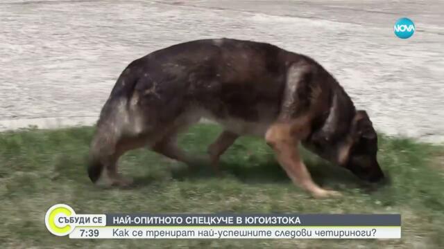 Как се тренират най-успешните следови полицейски кучета у нас? - Събуди се...(11.05.2025)