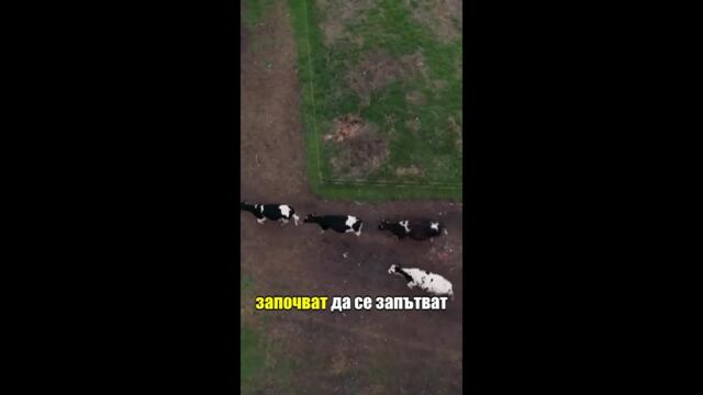 Иван и Мария: Бойко Борисов, милионите и фермата #ничияземя #nichiyazemya #nova #novatv