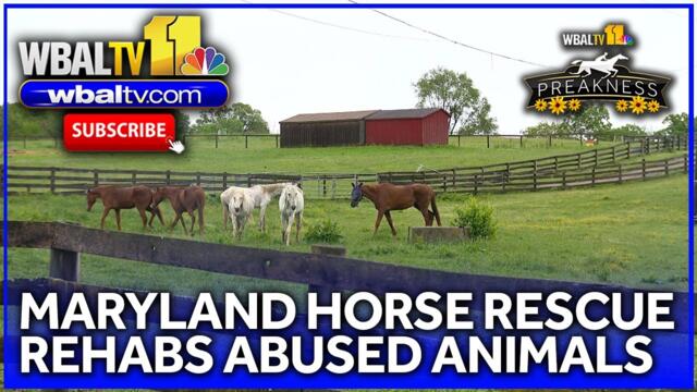 Volunteers needed to help rehab older horses