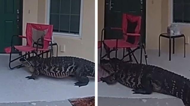 Alligator With Chair on Head Knocks on Doors in Florida