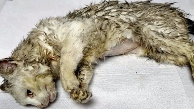 😱 ¡ ¡Dos perros estaban destrozando a una gata embarazada! ¡no creerás lo que pasó después!
