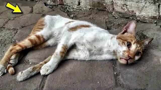 Ein geprügelter und gelähmter Kater, nur seine Augen können sich bewegen. Bis zu den Tränen!