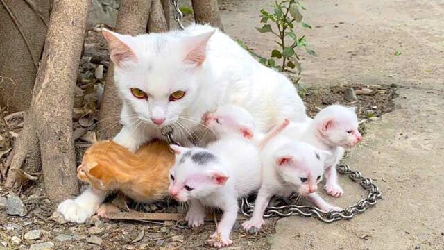 Desperate Mother Cat Begged Me To Help Her Starving Kittens, Adorable Kittens Meowed, I Adopted Them