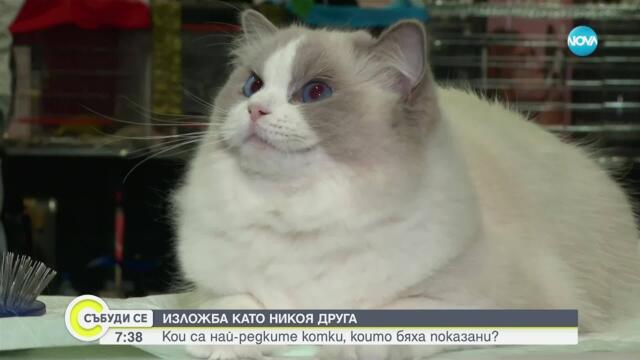 Показват редки котки на изложба в София