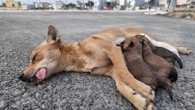 Cruelty Exposed: Mother Dog Family Abandoned and Near Death - Watch Doctor Perform Incredible Rescue