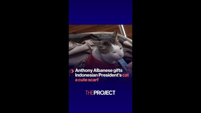 Anthony Albanese gifts Indonesian President cat a cute scarf