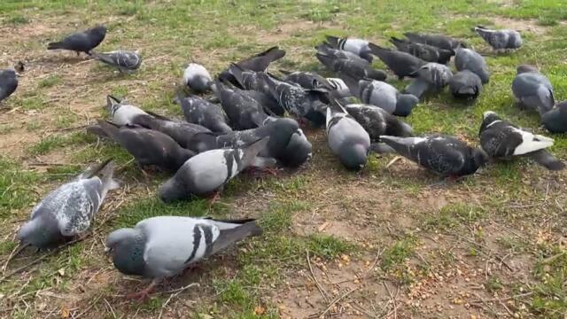 Why New Yorkers Say Hundreds of Pigeons Go Missing From Parks This Time of Year
