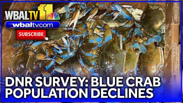 Maryland DNR survey shows blue crab population decline