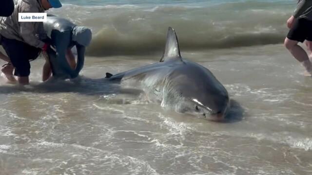 Why Are There So Many Shark Sightings Already?