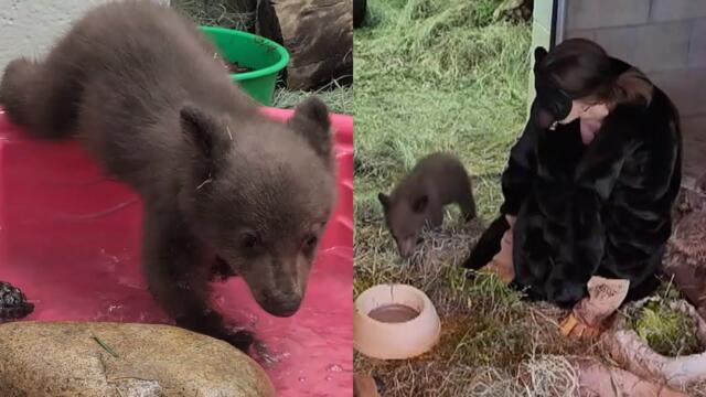 Team Dresses Up as Bears to Rehabilitate Cub