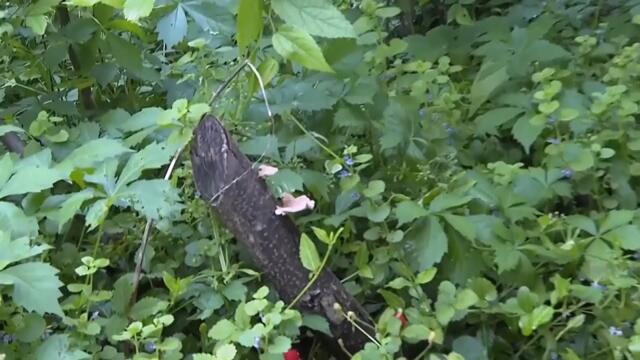 Why Mowing Your Lawn May Be a Thing of the Past