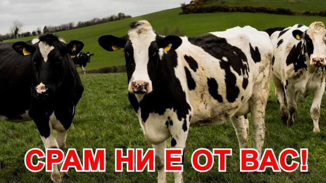 БЪЛГАРИ, КАКВИ ГИ ВЪРШИТЕ С ПРОИЗВОДСТВОТО НА МЛЯКО?