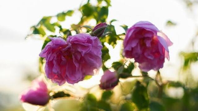 Розоберът в България: Слаба реколта и финансови тревоги