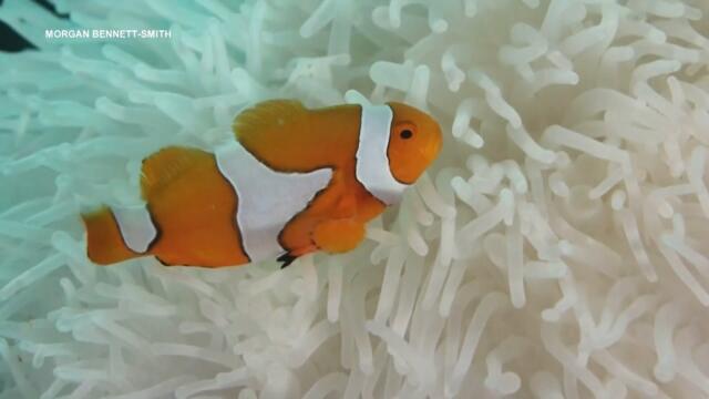 Study on 'Nemos' Finds Rising Ocean Temperatures Cause Clownfish to Shrink