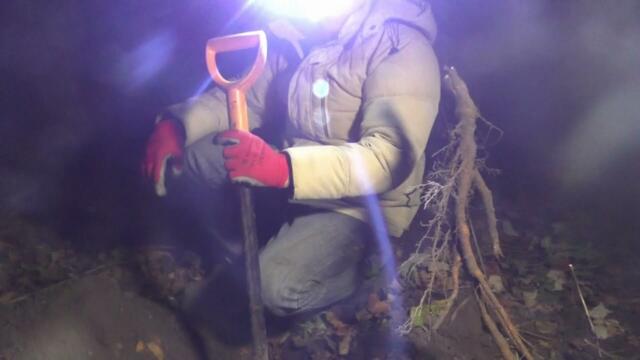 Посадка чёрной смородины в полнолуние .Как правильно садить чёрную смородину.