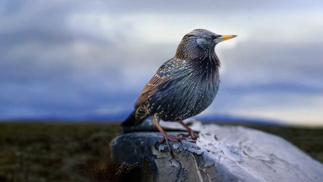 Styx - Build & Destroy (Official Music Video)